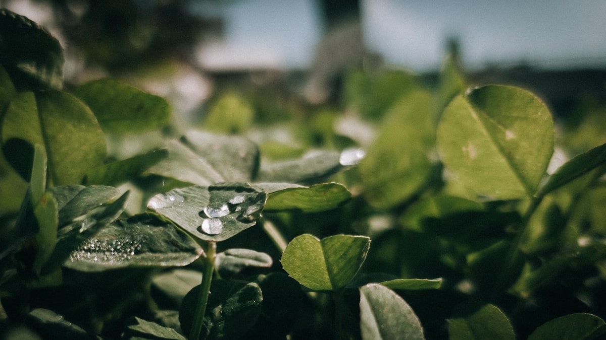 a close up of water droplets on a leafy plant